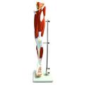 Eisco Model, Human, Muscular Leg, 13 Parts AM0277AS